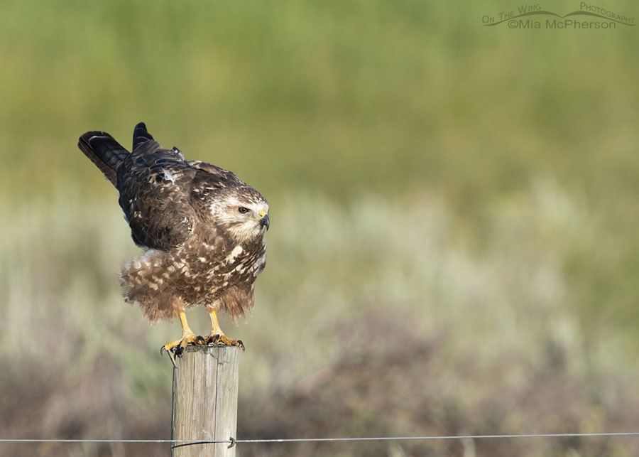 Rousing sub-adult Swainson's Hawk in Idaho, Clark County