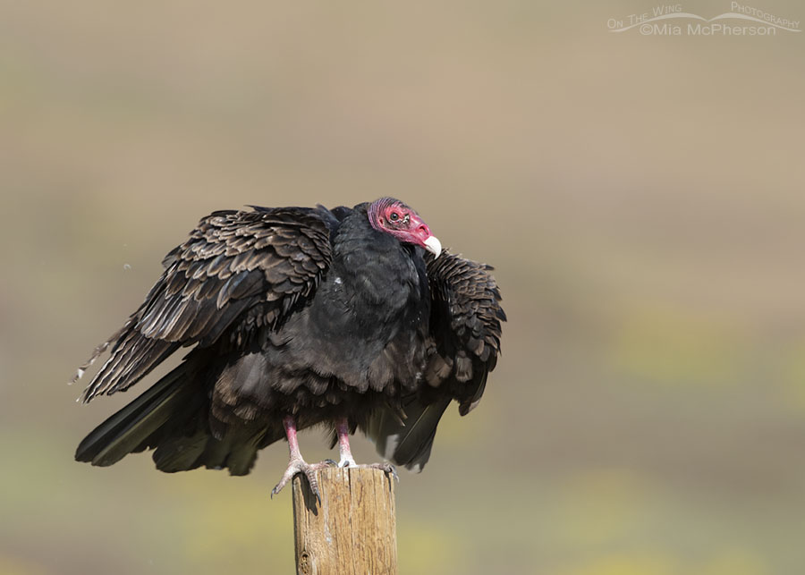 Rousing Turkey Vulture adult, Box Elder County, Utah