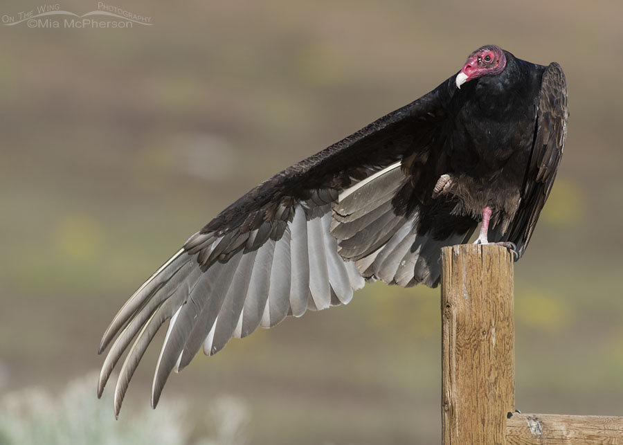 Adult Turkey Vulture stretching its wing, Box Elder County, Utah