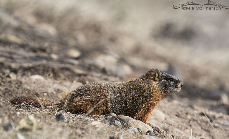 Adult Yellow-bellied Marmot in the Wasatch Mountains, East Canyon, Morgan County, Utah