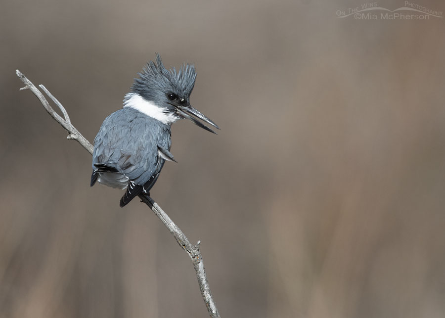 Calling female Belted Kingfisher high in the Wasatch Mountains, Morgan County, Utah