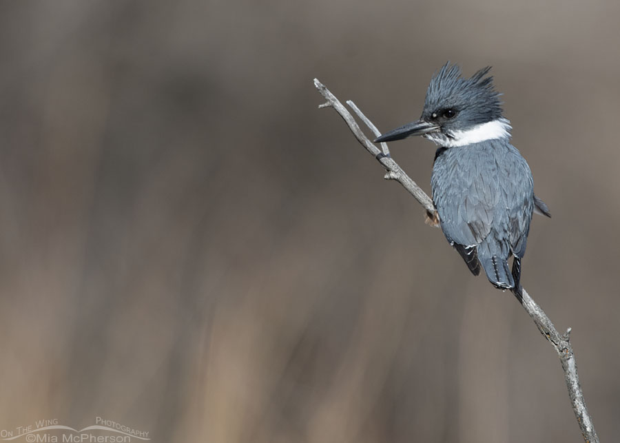 Female Belted Kingfisher perched over a mountain pond, Wasatch Mountains, Morgan County, Utah