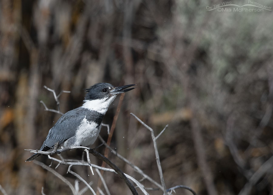 Male Belted Kingfisher swallowing a fish, Wasatch Mountains, Summit County, Utah