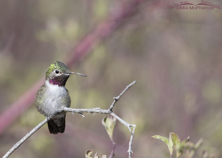 Broad-tailed Hummingbird male resting on a favorite perch, West Desert, Tooele County, Utah