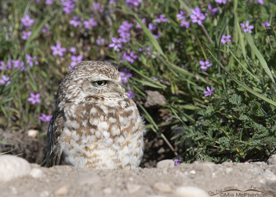 Adult male Burrowing Owl at the entrance to his burrow, Antelope Island State Park, Davis County, Utah