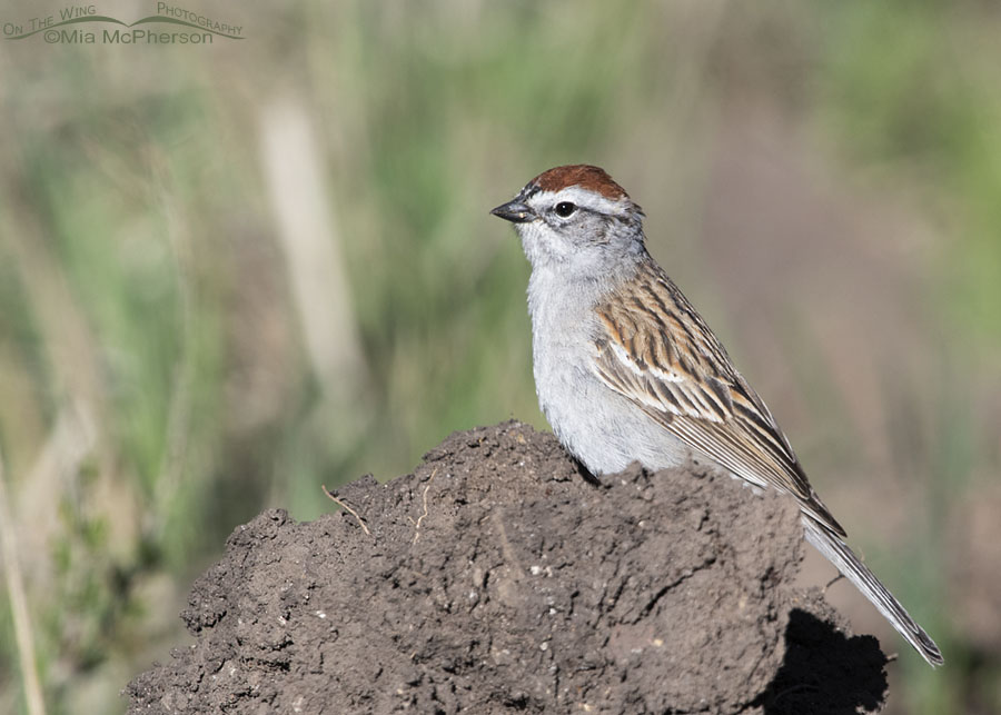 Adult Chipping Sparrow during breeding season, West Desert, Tooele County, Utah