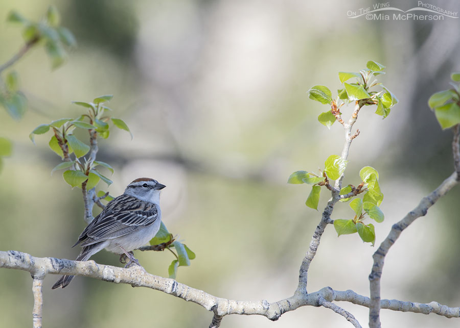 Chipping Sparrow and spring Aspen leaves, West Desert, Tooele County, Utah