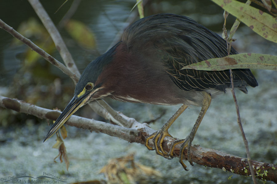 Green Heron in a swamp, Sawgrass Lake Park, Pinellas County, Florida