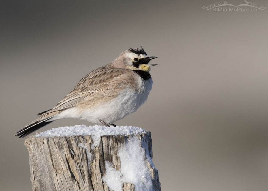 Male Horned Lark singing on a snow-topped fence post, Stansbury Mountains, West Desert, Tooele County, Utah
