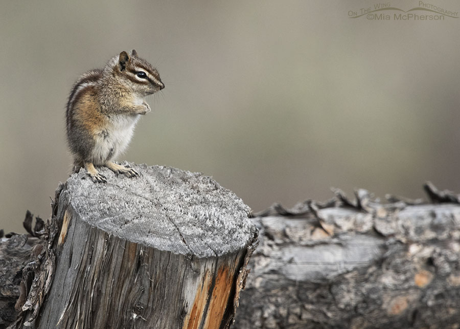 Spring Least Chipmunk on an old wooden fence, Wasatch Mountains, Morgan County, Utah