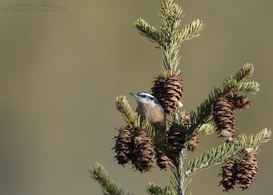 Male Red-breasted Nuthatch in golden morning light, Stansbury Mountains, West Desert, Tooele County, Utah