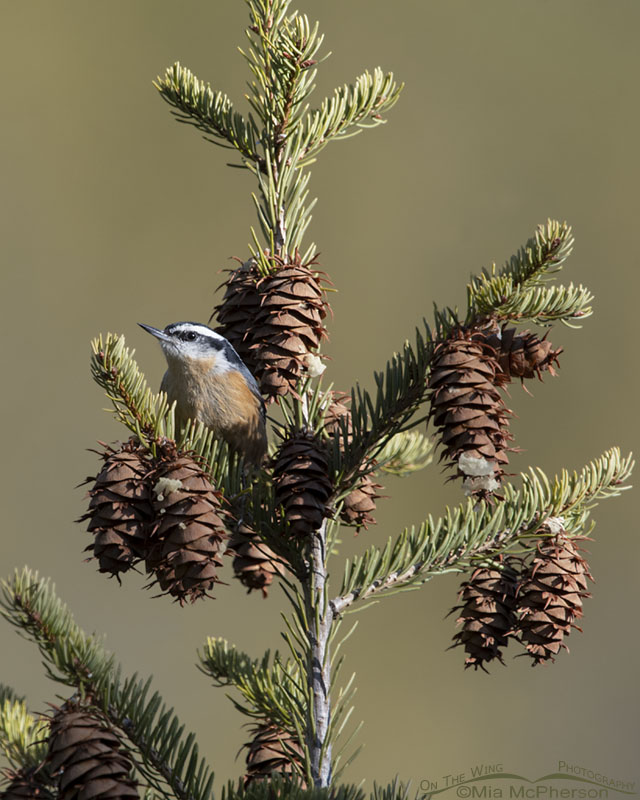 Male Red-breasted Nuthatch in early morning light, Stansbury Mountains, West Desert, Tooele County, Utah