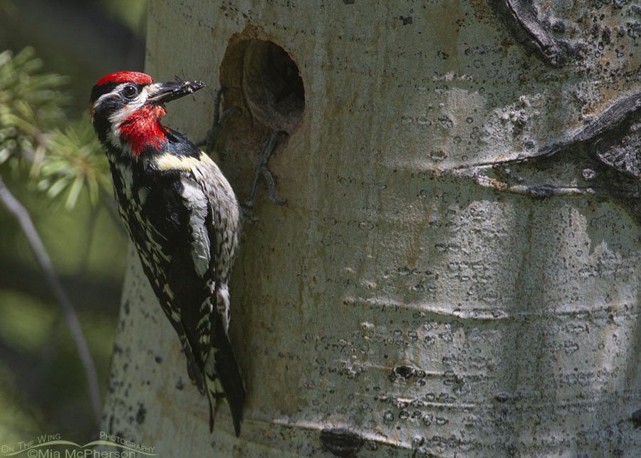 Male Red-naped Sapsucker with food for his chicks, Modoc Creek, Targhee National Forest, Clark County, Idaho