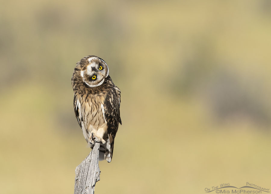 Fledgling Short-eared Owl parallaxing, Box Elder County, Utah