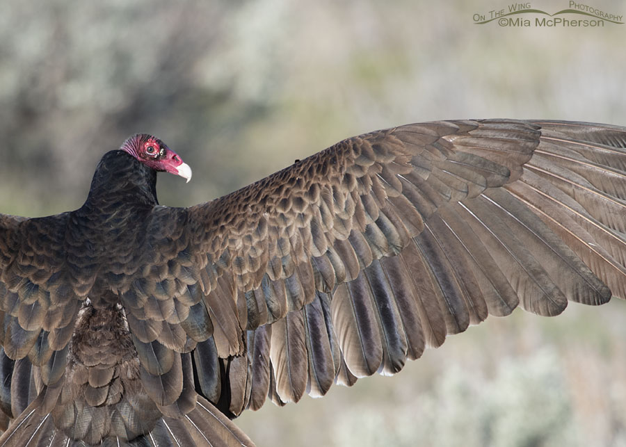 Turkey Vulture thermoregulating close up, Box Elder County, Utah