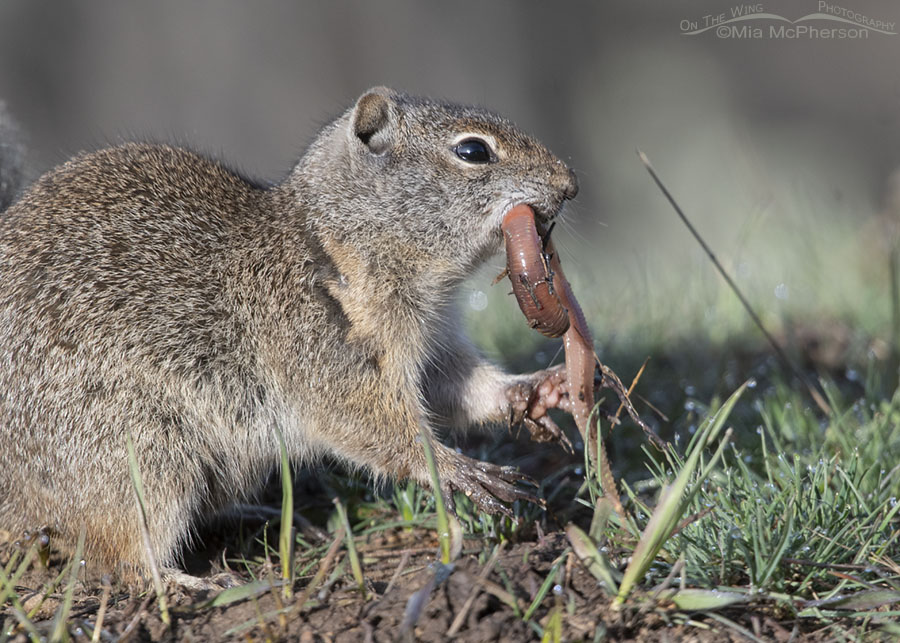 Uinta Ground Squirrel finds an earthworm, Wasatch Mountains, Summit County, Utah