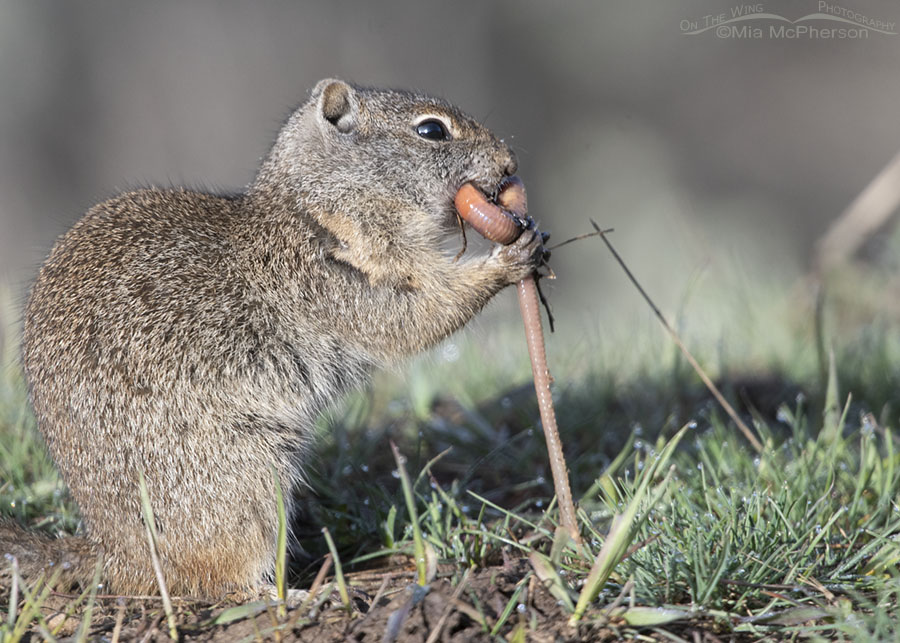 Uinta Ground Squirrel tugging on a fat earthworm, Wasatch Mountains, Summit County, Utah