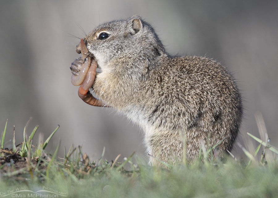 Uinta Ground Squirrel with an earthworm wrapped around its face, Wasatch Mountains, Summit County, Utah