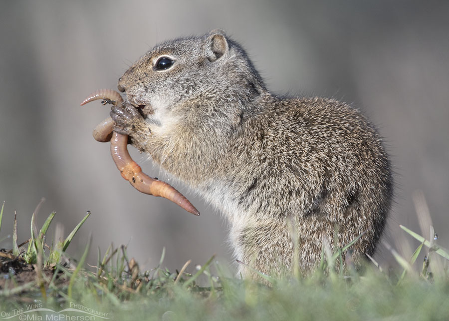Uinta Ground Squirrel eating an earthworm, Wasatch Mountains, Summit County, Utah