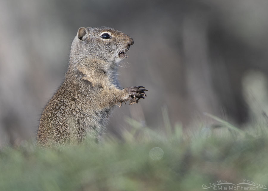 Uinta Ground Squirrel taking a break from eating, Wasatch Mountains, Summit County, Utah
