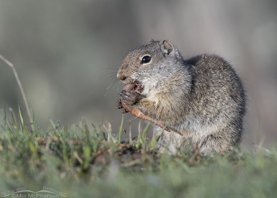 Uinta Ground Squirrel stuffing an earthworm into its mouth, Wasatch Mountains, Summit County, Utah