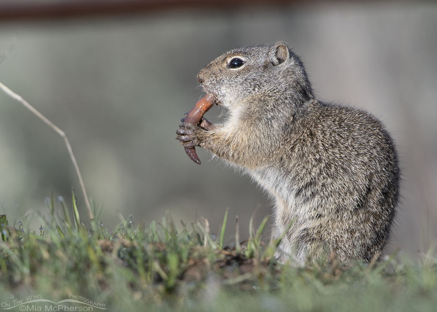 Adult Uinta Ground Squirrel chowing down on an earthworm, Wasatch Mountains, Summit County, Utah