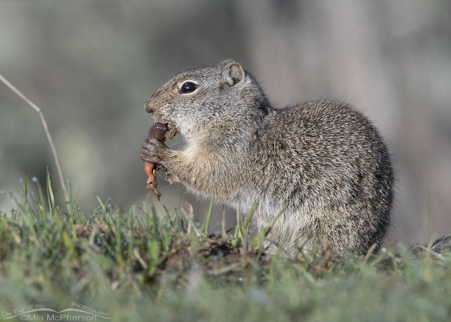 Adult Uinta Ground Squirrel munching on an earthworm, Wasatch Mountains, Summit County, Utah