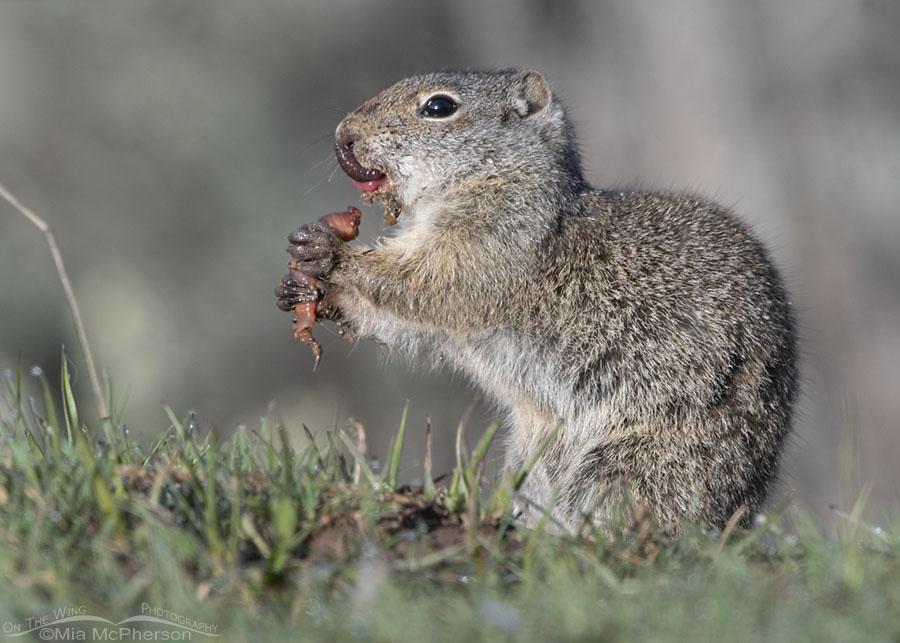 Uinta Ground Squirrel devouring an earthworm, Wasatch Mountains, Summit County, Utah