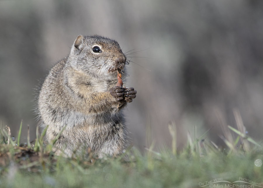 Uinta Ground Squirrel finishing up an earthworm meal, Wasatch Mountains, Summit County, Utah