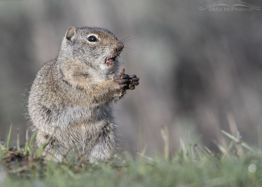 Uinta Ground Squirrel eating an earthworm in the Wasatch Mountains, Summit County, Utah