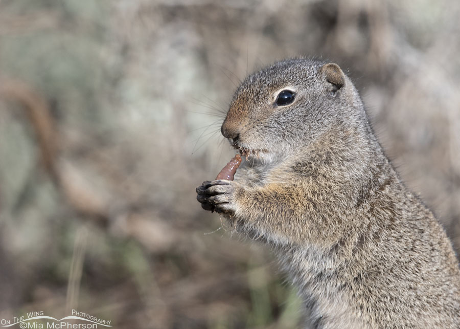 Uinta Ground Squirrel chewing on an earthworm, Wasatch Mountains, Summit County, Utah