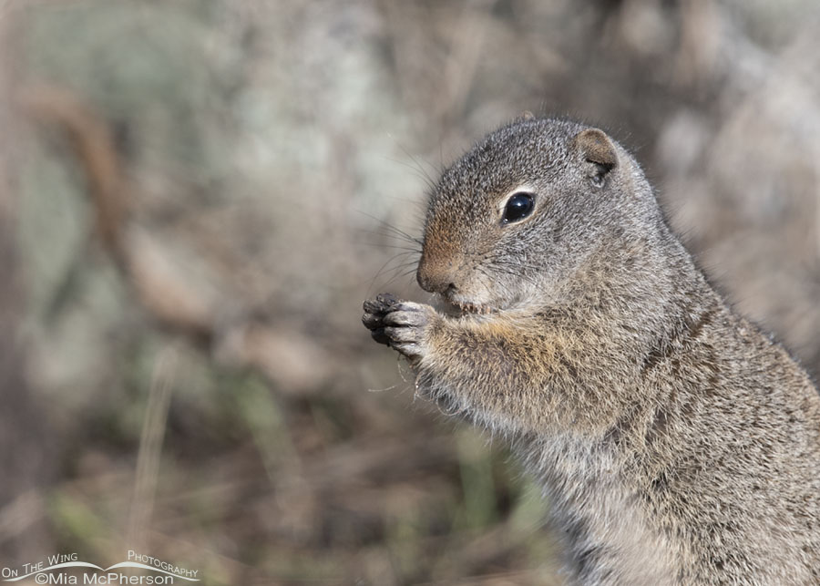 Uinta Ground Squirrel after eating an earthworm, Wasatch Mountains, Summit County, Utah