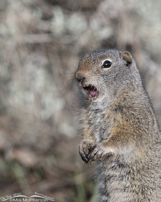 Uinta Ground Squirrel showing its tongue, Wasatch Mountains, Summit County, Utah