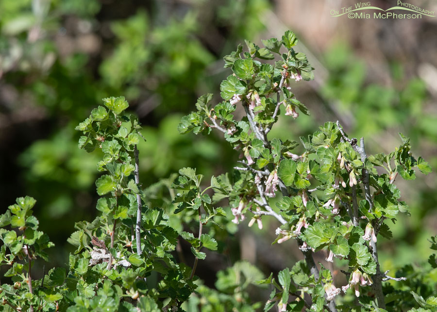 Blooming Wax Currant in the Wasatch Mountains, Summit County, Utah