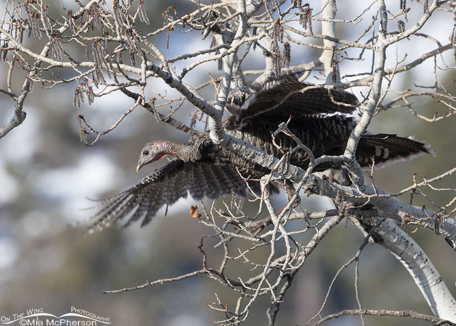 Hen Wild Turkey leaving her roosting tree, Stansbury Mountains, West Desert, Tooele County, Utah