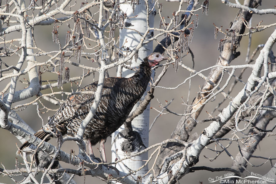 Hen Wild Turkey roosting in a budding Aspen tree, Stansbury Mountains, West Desert, Tooele County, Utah