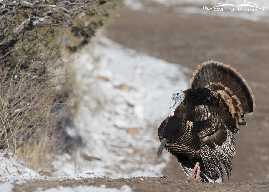 Tom Wild Turkey displaying after a spring snow, Stansbury Mountains, West Desert, Tooele County, Utah