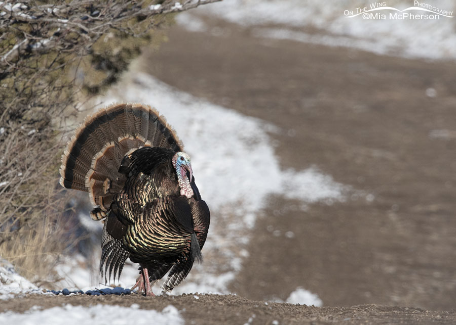 Wild Turkey tom displaying after an April snow, Stansbury Mountains, West Desert, Tooele County, Utah