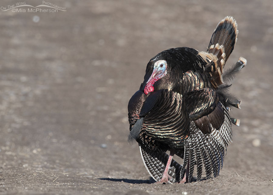 Wild Turkey male displaying on a West Desert canyon road, Stansbury Mountains, West Desert, Tooele County, Utah