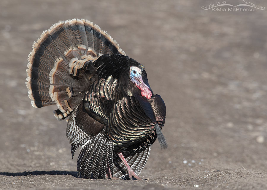 Male Wild Turkey fanning his tail and strutting his stuff, Stansbury Mountains, West Desert, Tooele County, Utah