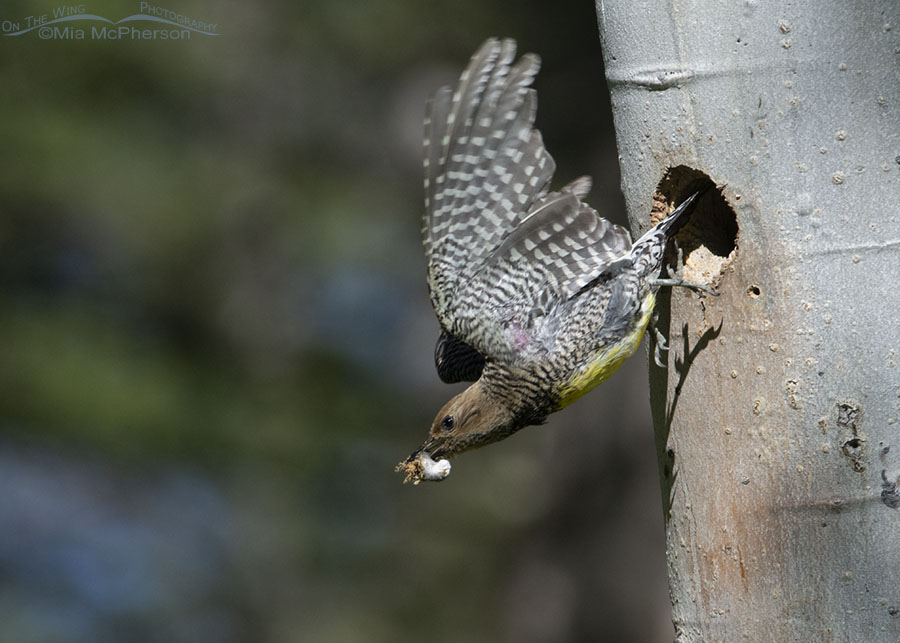 Female Williamson's Sapsucker flying away with a fecal sac, Targhee National Forest, Clark County, Idaho