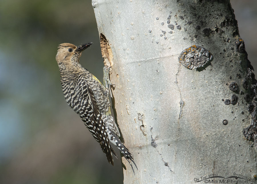 Williamson's Sapsucker female with food in her bill for her chicks, Targhee National Forest, Clark County, Idaho