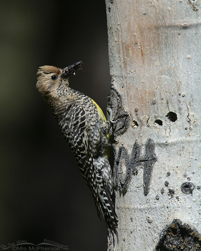 Female Williamson's Sapsucker with a bill full of prey for her chicks, Targhee National Forest, Clark County, Idaho