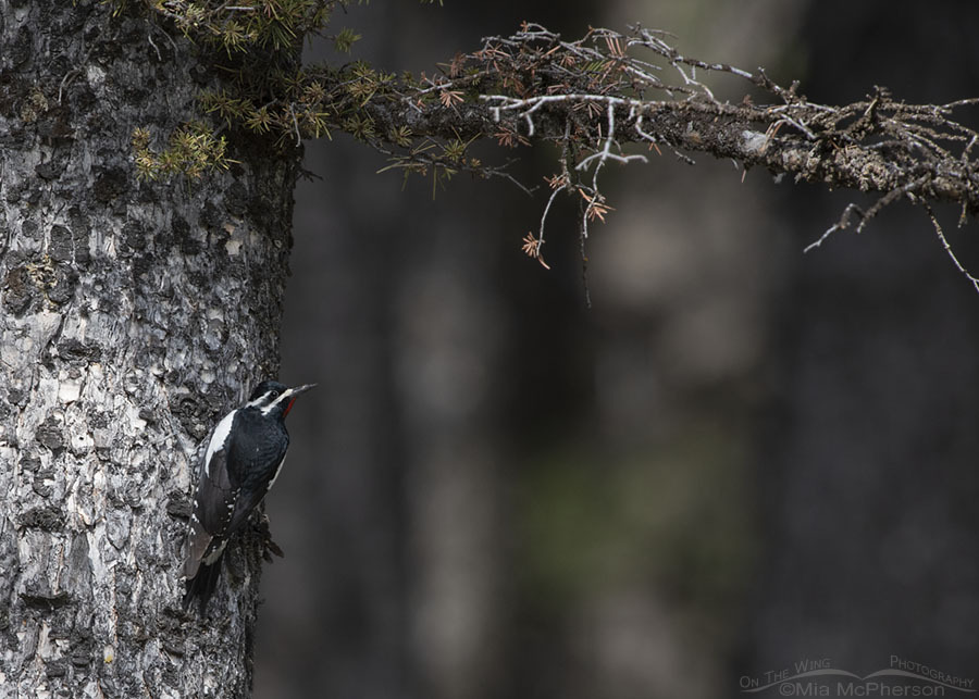 Male Williamson's Sapsucker clinging to an ancient conifer, Targhee National Forest, Clark County, Idaho