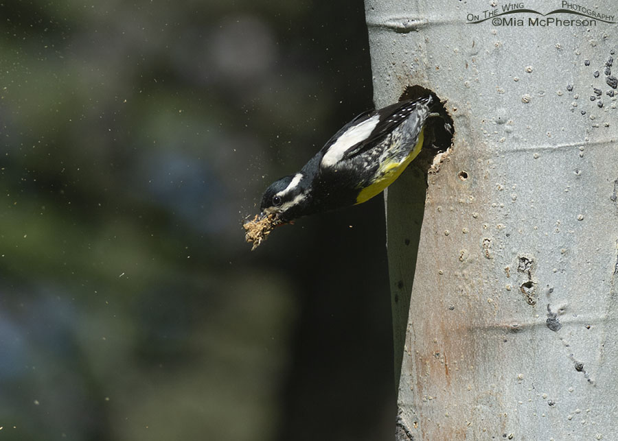 Male Williamson's Sapsucker taking off with sawdust covered fecal sac, Targhee National Forest, Clark County, Idaho