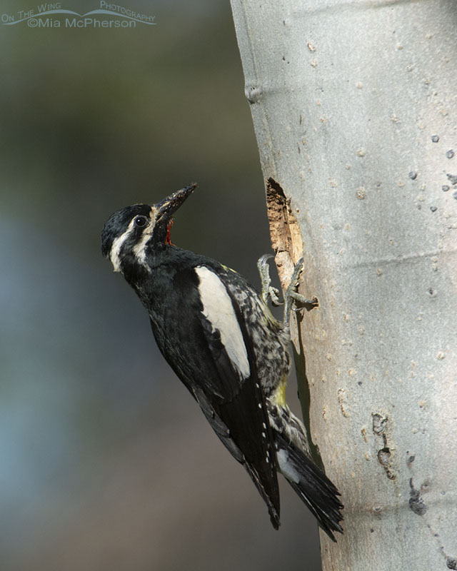 Williamson's Sapsucker male checking out his nest cavity, Targhee National Forest, Clark County, Idaho