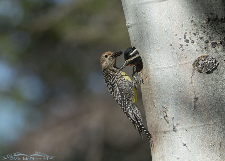 Female and male Williamson's Sapsuckers together at their nest, Targhee National Forest, Clark County, Idaho