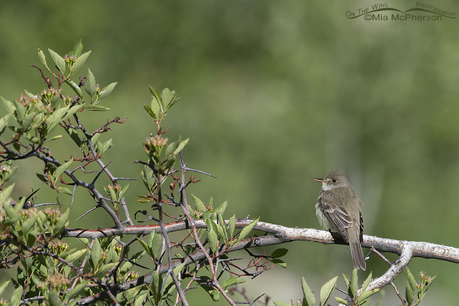Adult Willow Flycatcher perched on a Hawthorn, Wasatch Mountains, Summit County, Utah