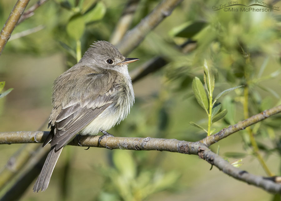 Resting adult Willow Flycatcher in willows, Wasatch Mountains, Summit County, Utah