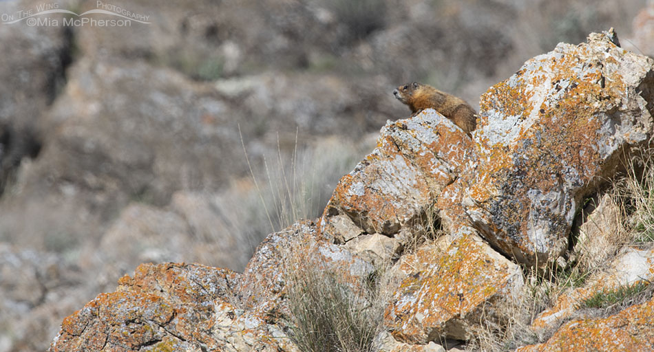 Adult Yellow-bellied Marmot high up on a cliff, Box Elder County, Utah